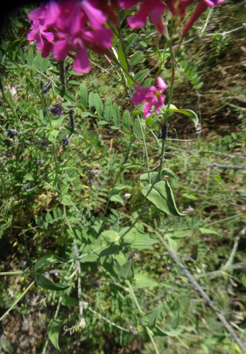 Centaurium erythraea - No, Silene armeria